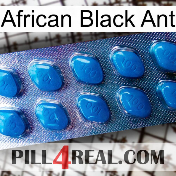 African Black Ant viagra1.jpg